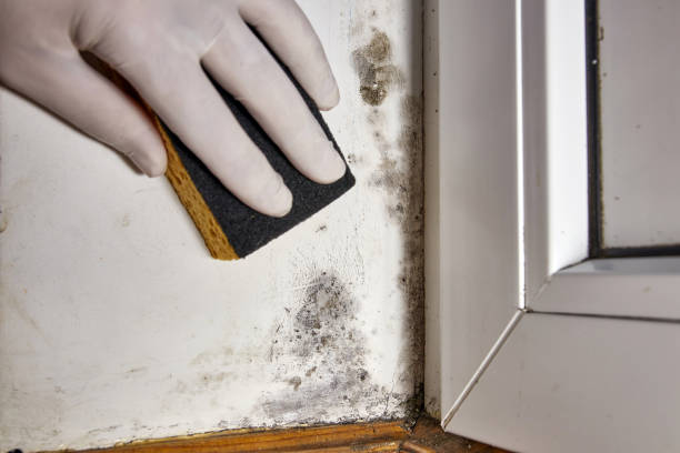 Best Post-Construction Mold Inspection  in Ogden, KS