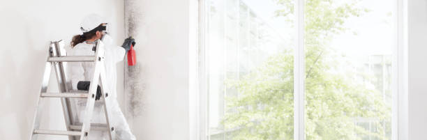 Best Attic Mold Removal  in Ogden, KS